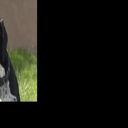 Dog helps Orange County family save their home during early morning fire