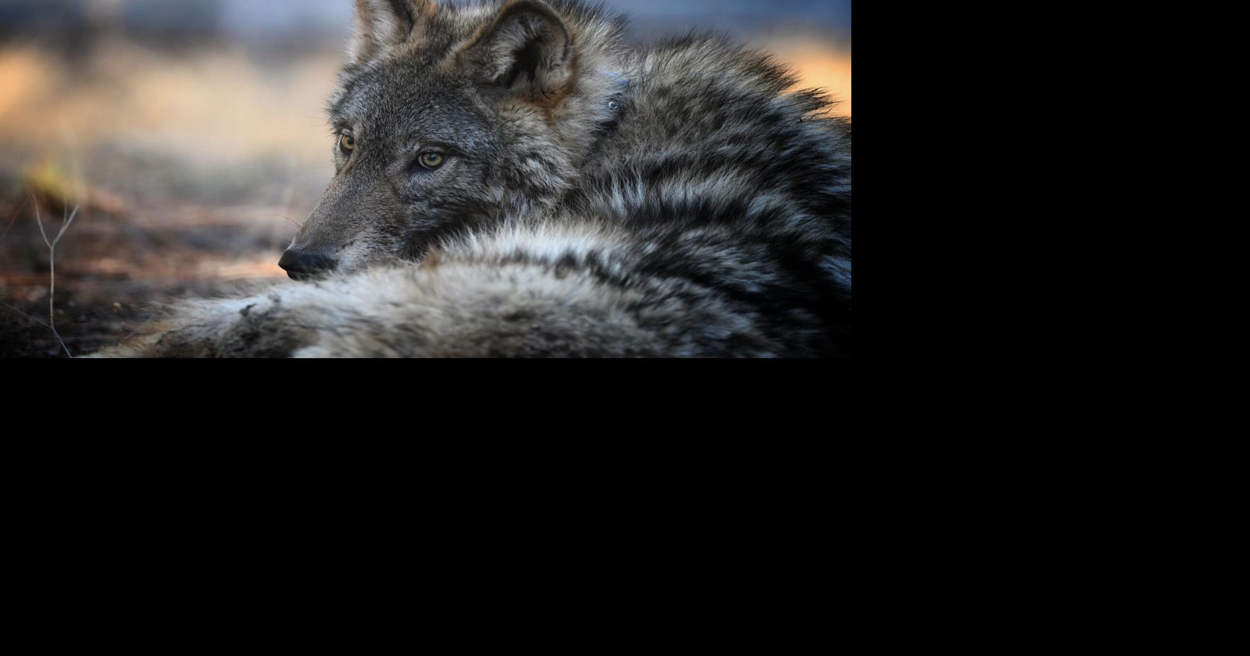 UC Davis study: Gray wolves in NE California mainly eating cattle
