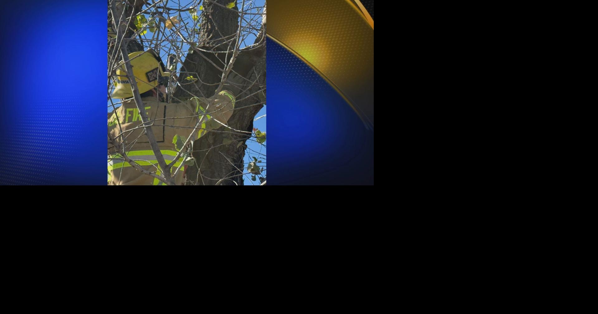 Frankie the cat rescued in Redding after spending night in tree | Local ...