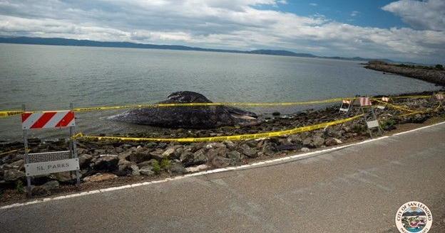 Dead gray whale found in water off California coast