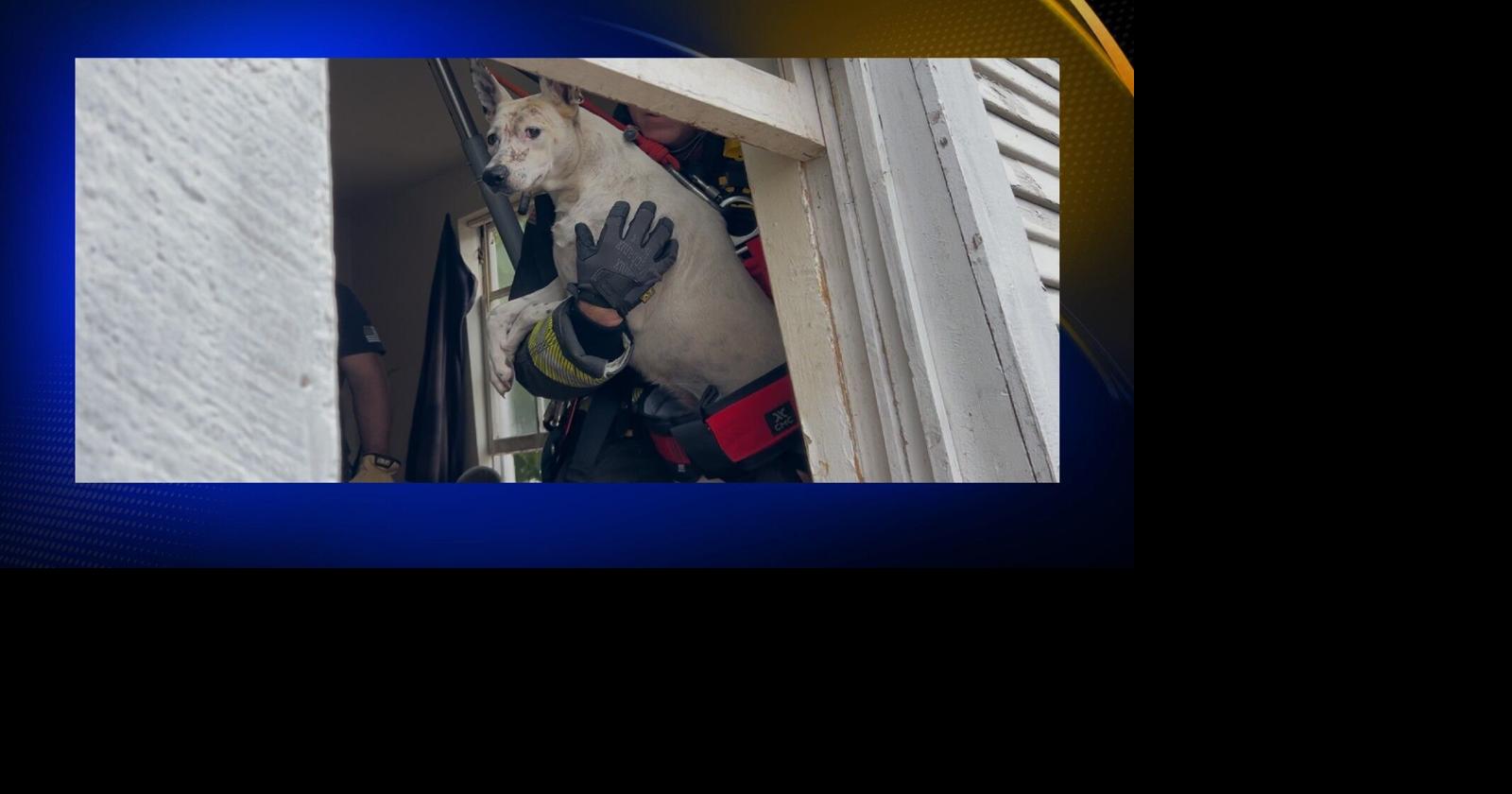 Chico rescue team attempting to save dog trapped in well on Magnolia ...