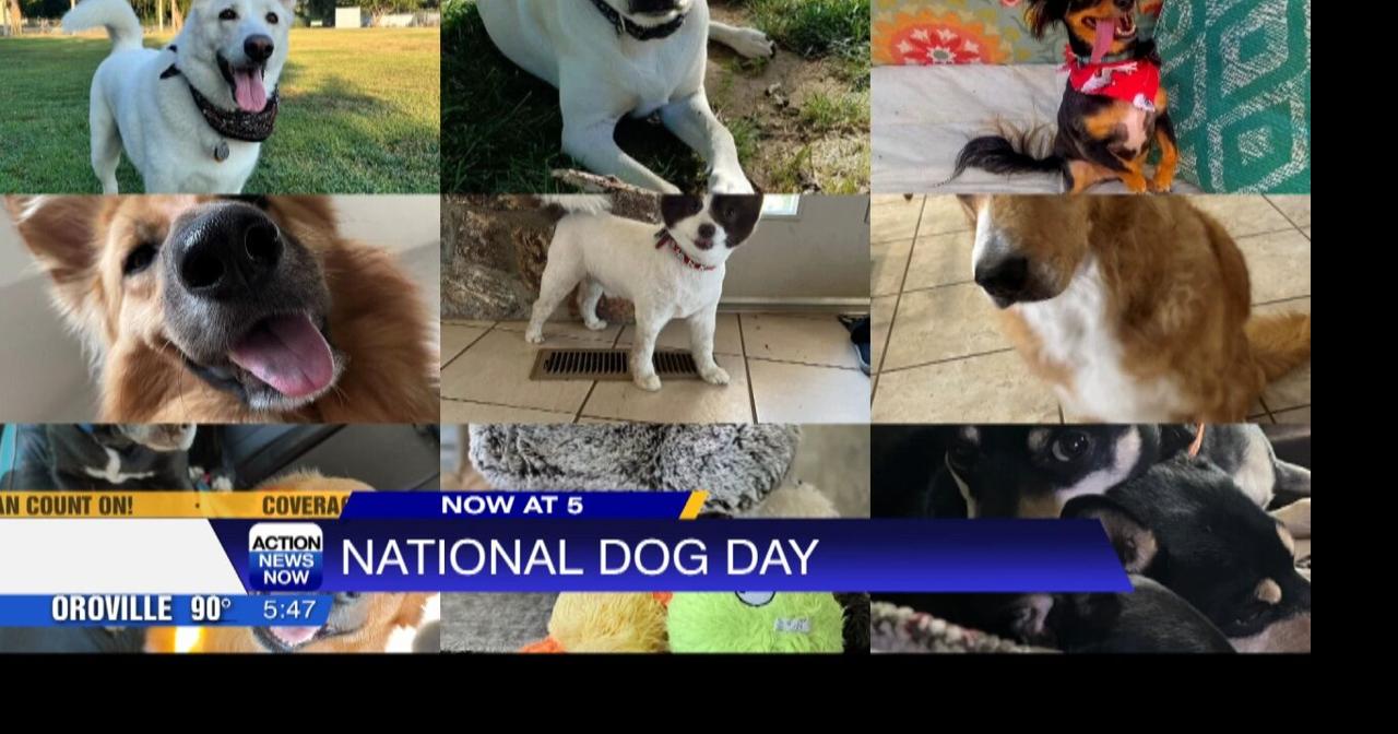 National Dog Day Local
