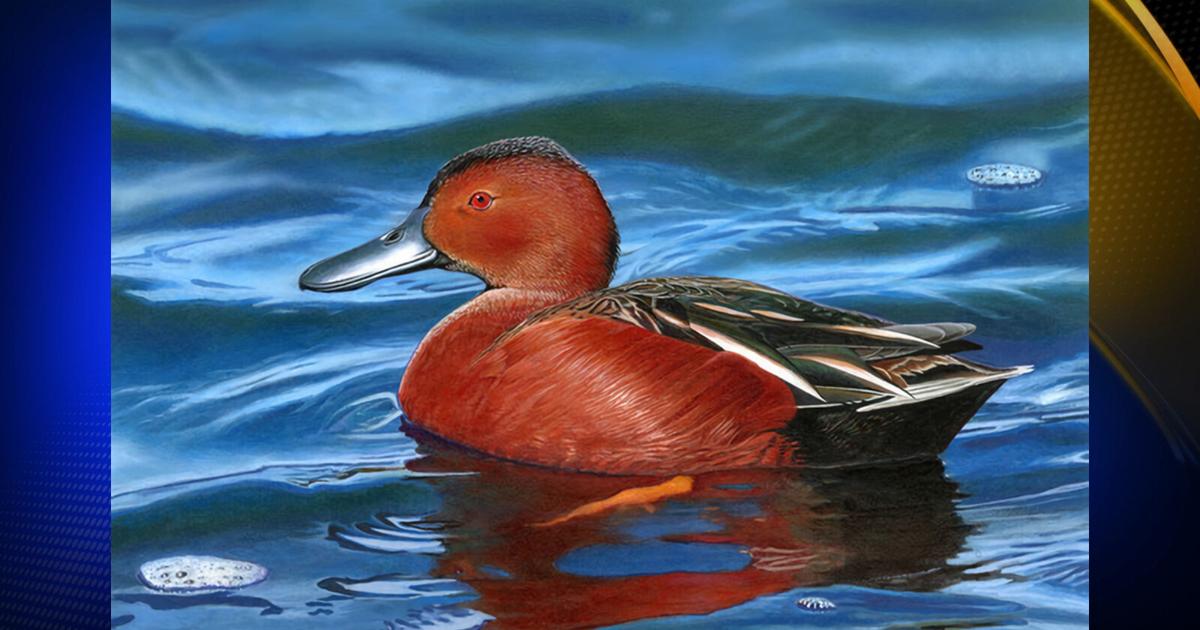 Artist from Florida wins 2025 California Duck Stamp Art Contest
