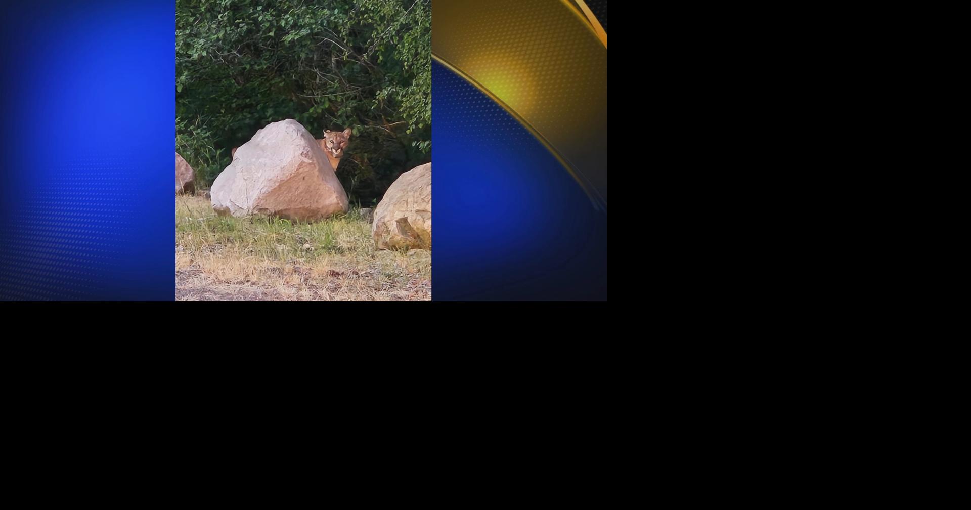 Siskiyou County Sheriff's Office, CDFW tracking female mountain lion in the Weed, Mount Shasta area