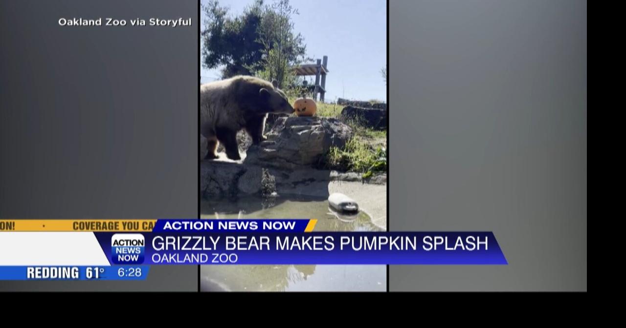 Oakland Zoo grizzly bear celebrates Halloween with pumpkin fun | Video ...