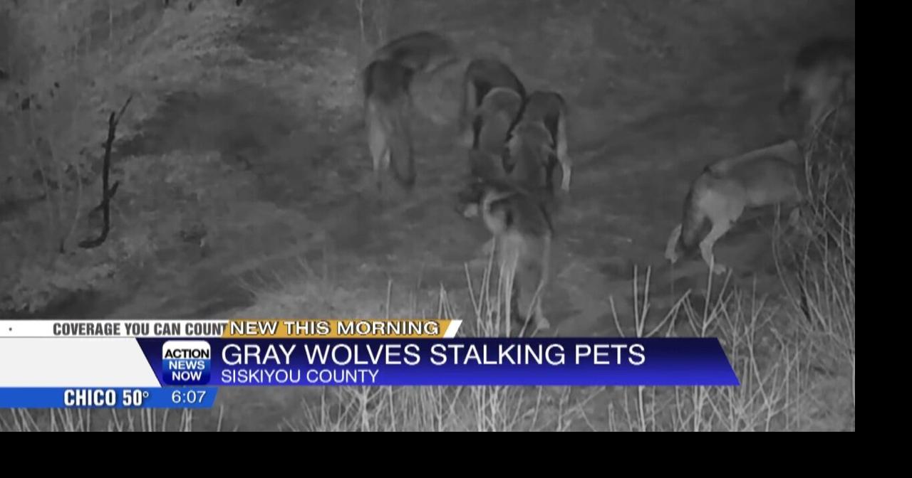 Gray wolves spotted 80 feet from Siskiyou County home | Video ...