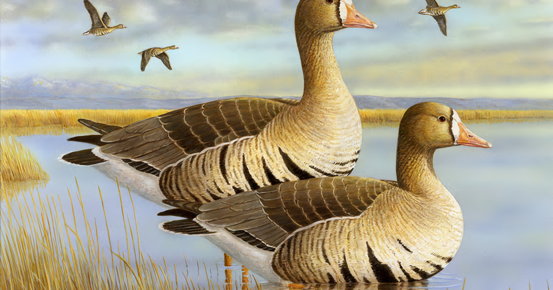 Jeffrey Klinefelter wins 2026 California Duck Stamp Art Contest