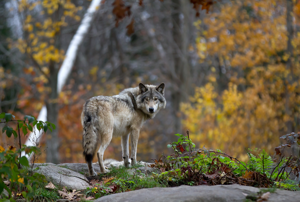 Trump Administration Supported Lethal Wolf Removal to Aid Ranchers