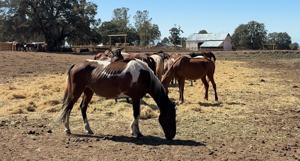 Shingletown Sanctuary Houses Over 250 Wild Horses