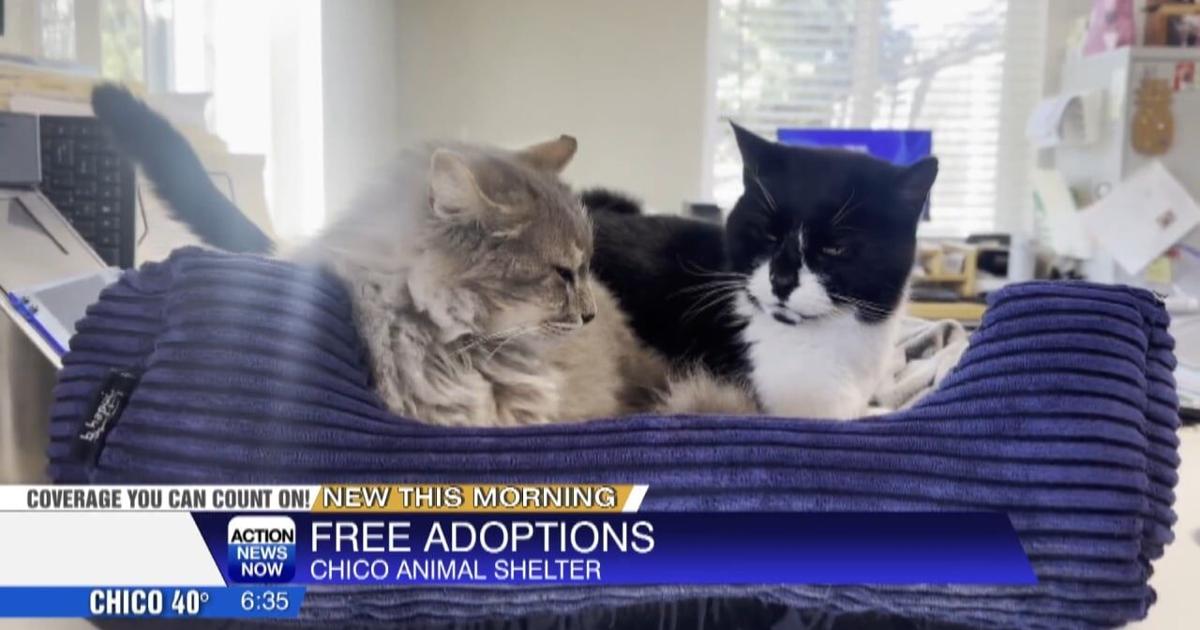 Chicko Rescue Chico Animal Shelter holding free adoption event | Video ...