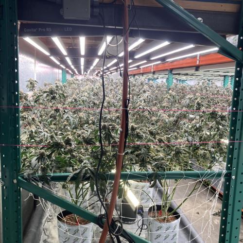 State of California continues crackdown on illegal cannabis, seizes ...