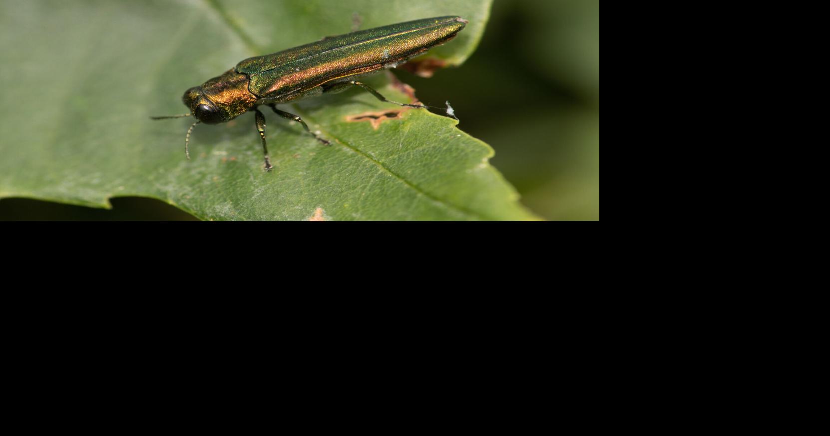 Feds warns of damage by invasive pests in Illinois | Local News ...