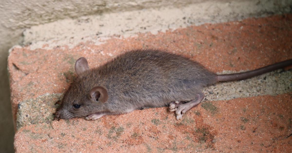 Experts say rodents will continue to invade Illinois homes as cold snap nears | Granite City News