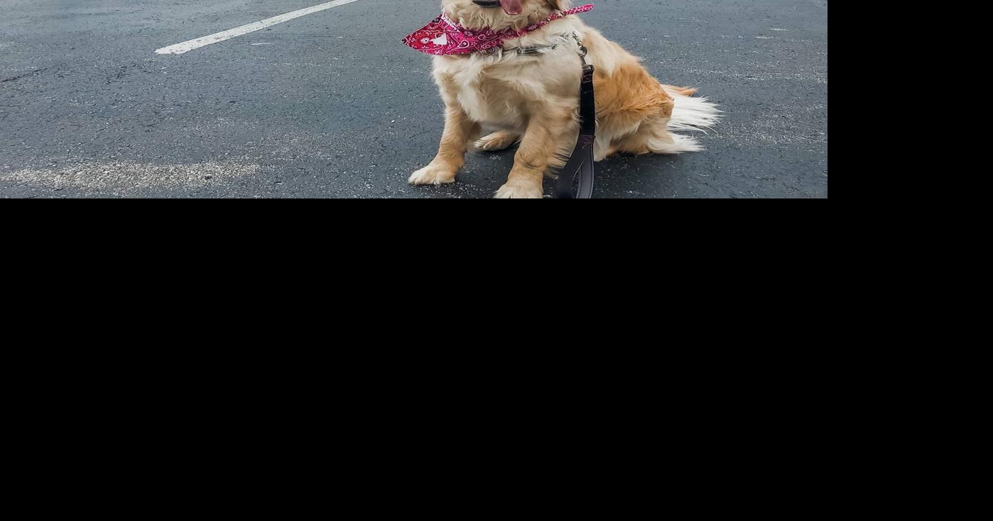 Pup Crawl Saturday in Alton | Local News | advantagenews.com