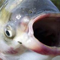 Dead Asian carp not exactly a bad thing