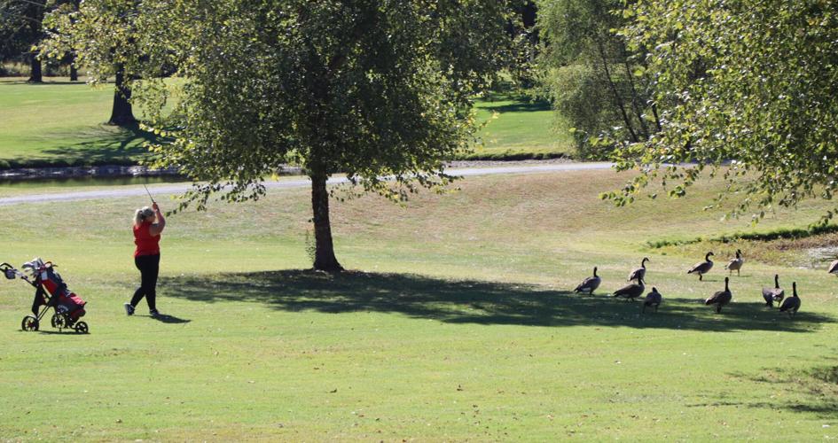 PHOTOS IHSA Girls Golf Regional At Belk Park In Wood River Sports photos-ihsa-girls-golf-regional-at-belk-park-in-wood-river-sports