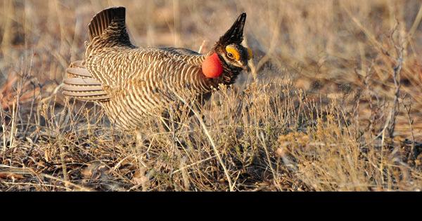 Illinois to benefit from Recovering America’s Wildlife Act