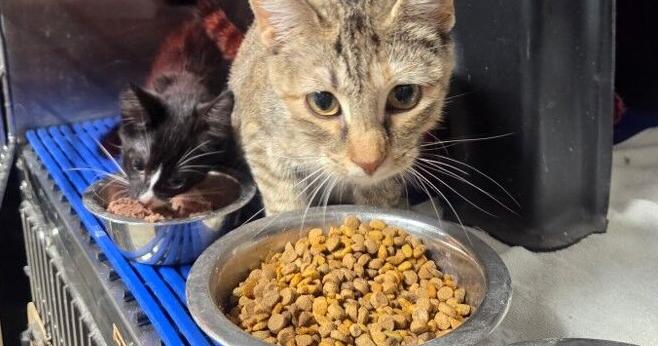Police investigate 2nd animal cruelty case in a week