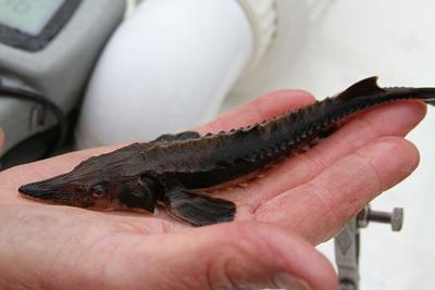 Endangered lake sturgeon being reintroduced to Illinois waters, Local News