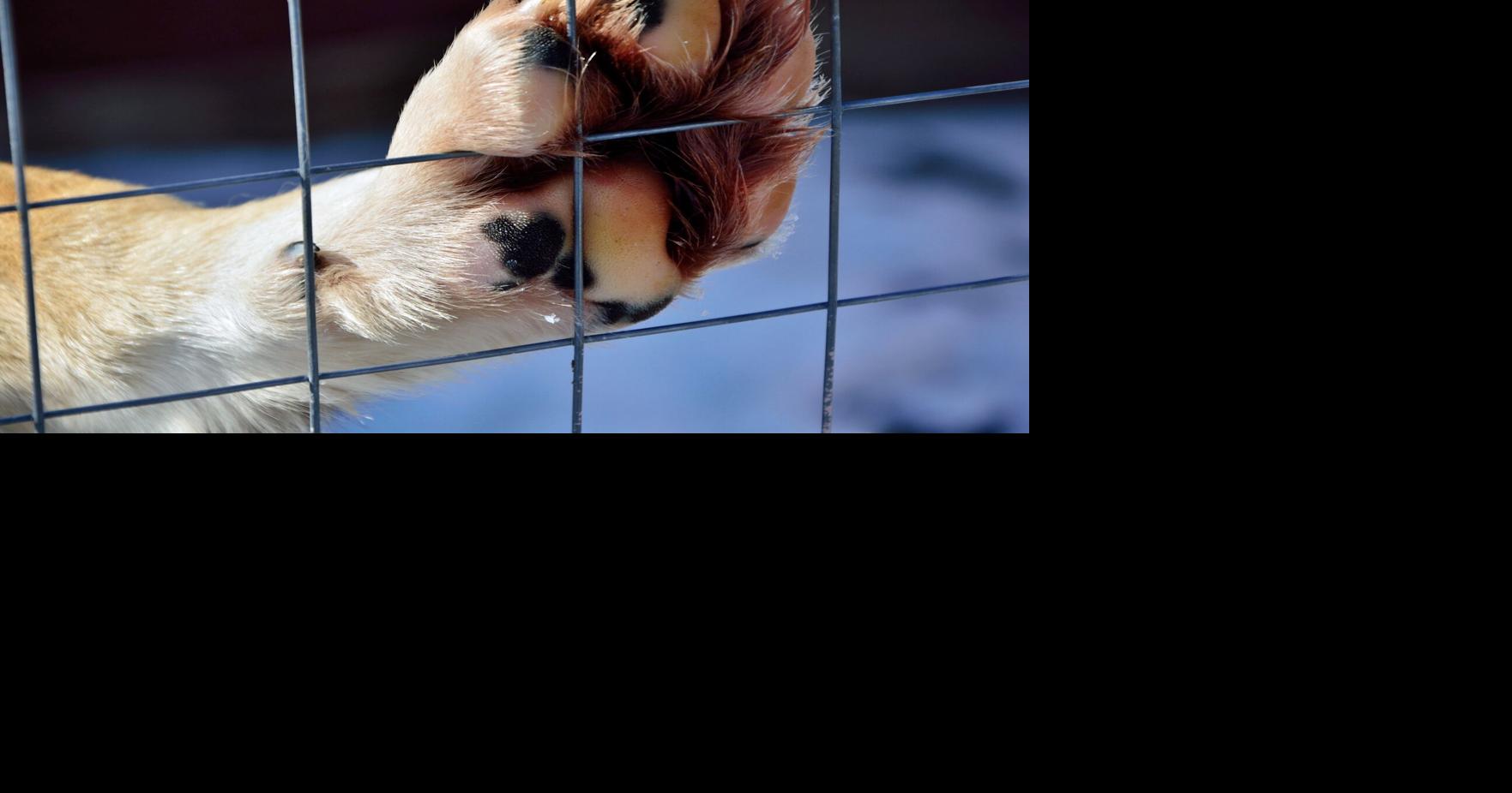 Animal cruelty case reported in Glen Carbon