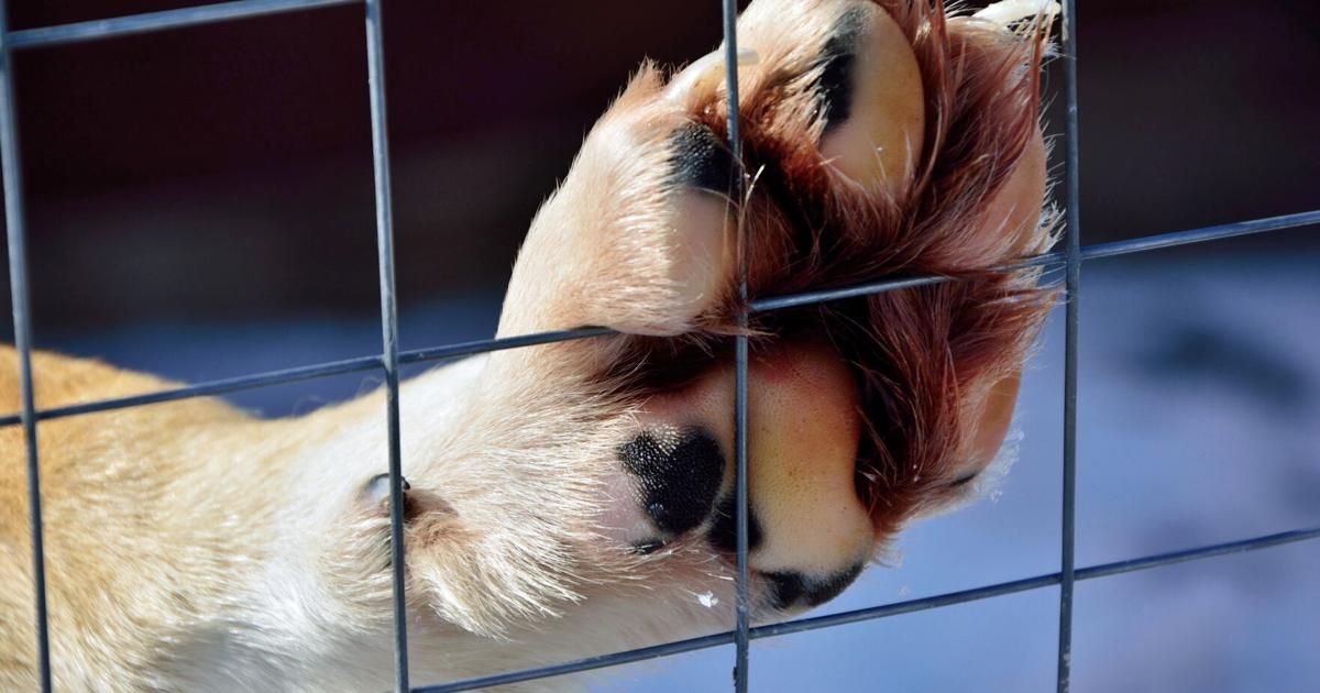 Animal cruelty case reported in Glen Carbon