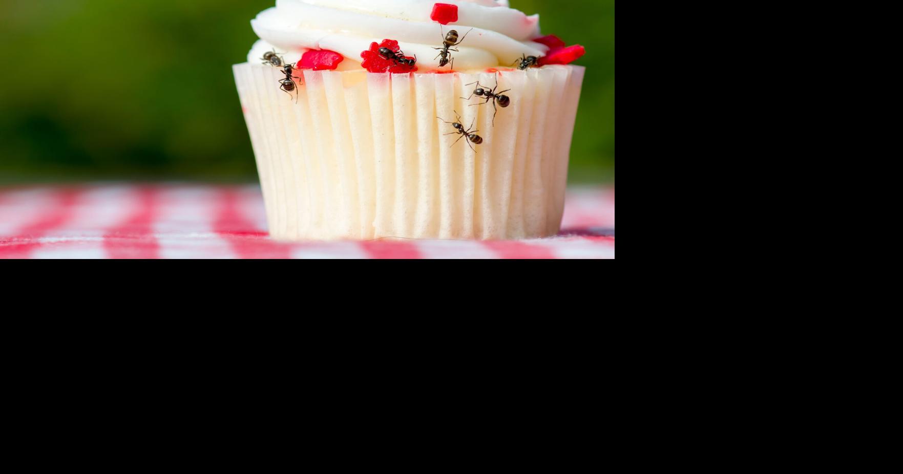 Research Pesky picnic bugs can be friend to farmers Local News