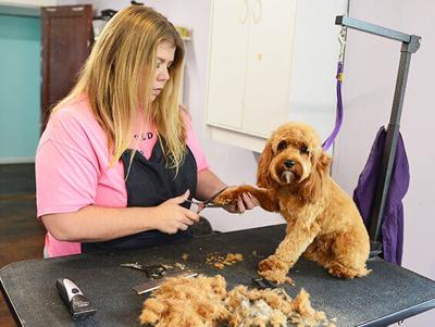 Comprehensive Canine Care Advantagenews Com