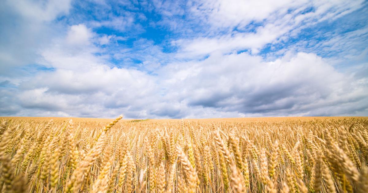 Illinois wheat harvest looks 'really good,' check-off program set to start in 2026