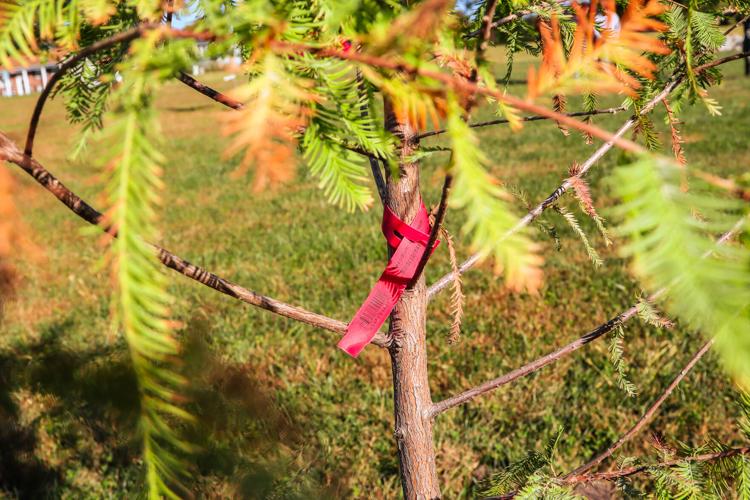 Gallery: Community tends to tree planting in Godfrey | Local News ...