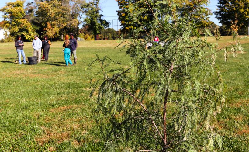 Gallery: Community tends to tree planting in Godfrey | Local News ...