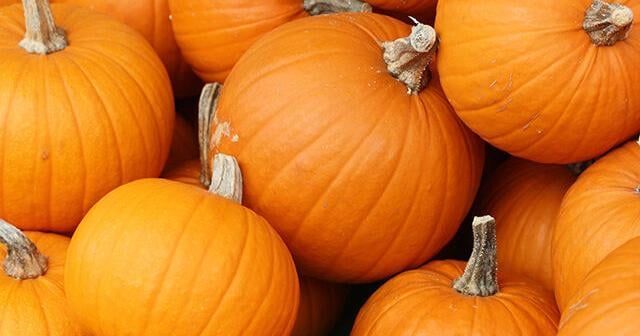 IL tops U.S. in pumpkin production despite decline in value
