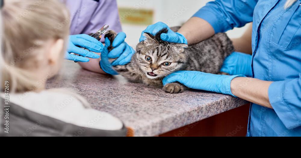 Bill prohibiting cat declawing passed Illinois House Local News
