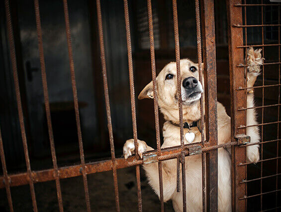 Madison county dog pound clearance