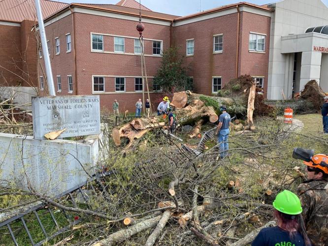 Courthouse oaks planted in 1919 News