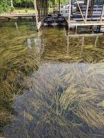 Reader's View - Swamp grass hinders lake joy