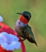 Home & Farm - Springing into hummingbird time