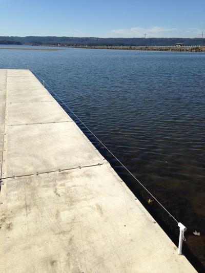 how to keep geese off your boat dock - about dock photos