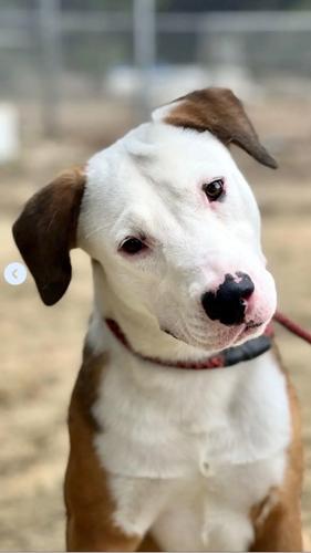 Great strides at Animal Shelter