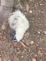 Outdoors – The white skunk  caught times 2
