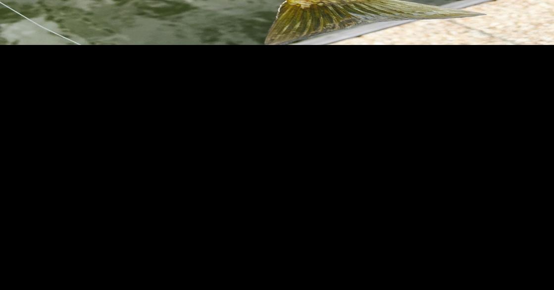 Look for bluegills to bite in May News