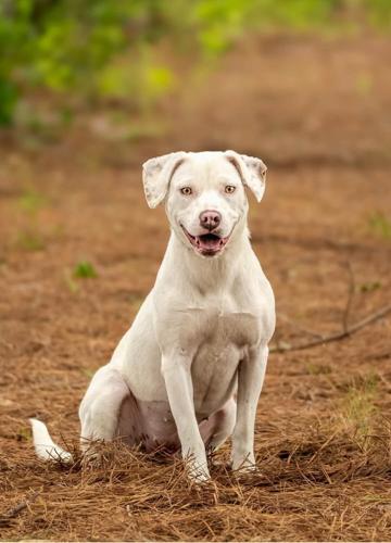 Snow one of 4 needing a home