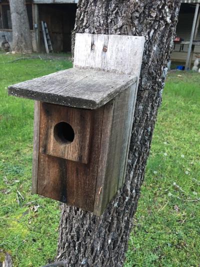 Farm & Garden - Bluebird houses brighten lawns | | advertisergleam.com