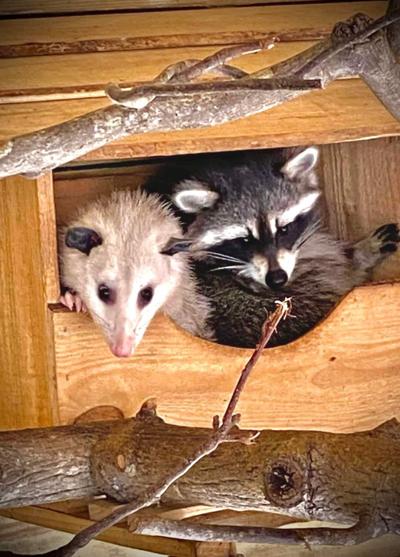 Sam The Racoon Thursday is Possum Day here | News | advertisergleam.com
