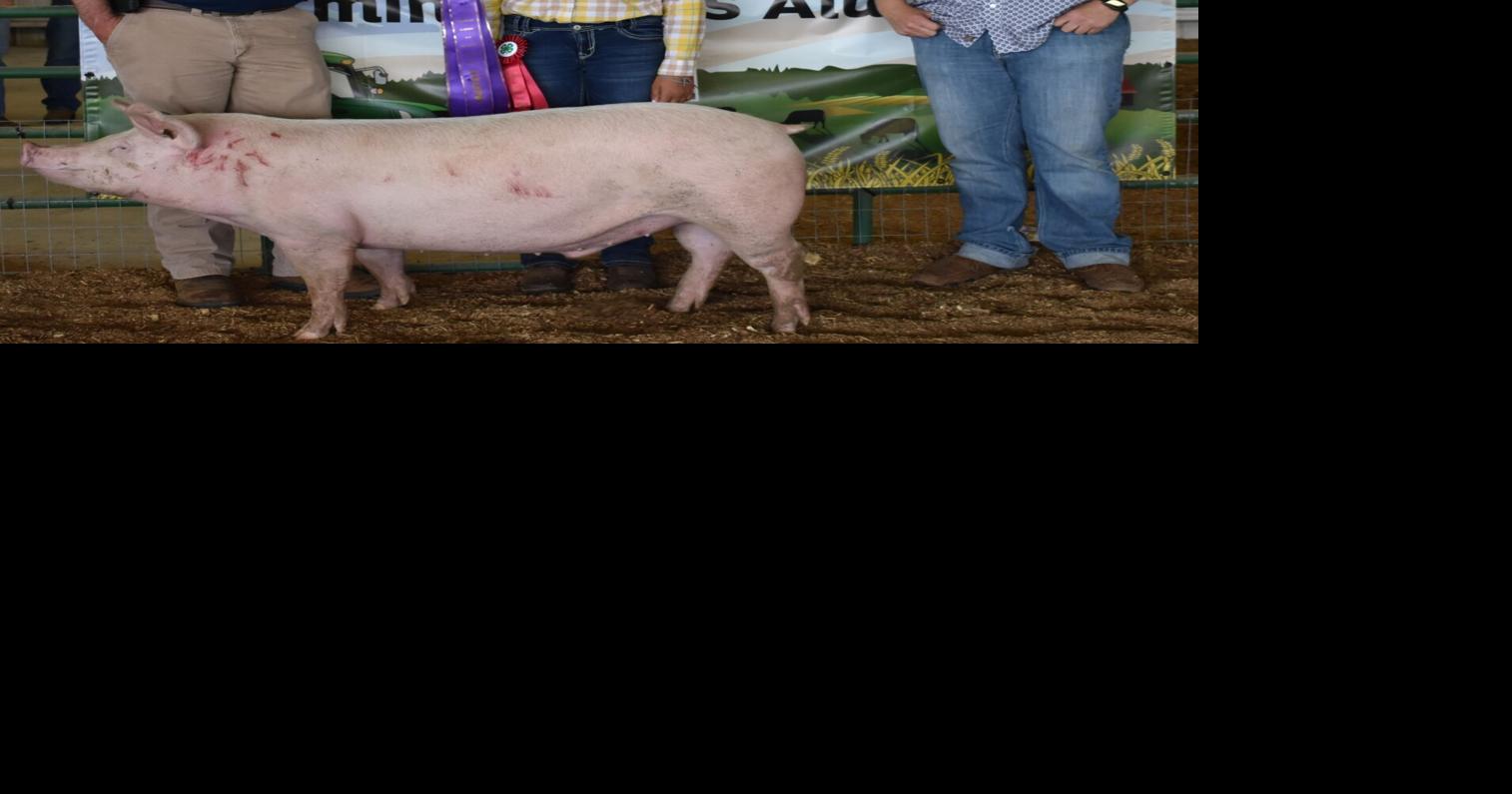Results from the 4H pig contest