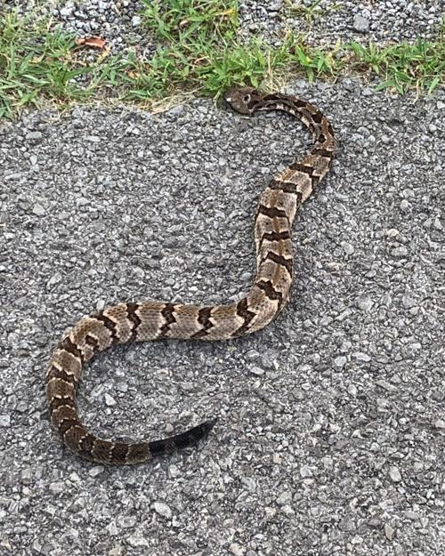 The Other Snake
