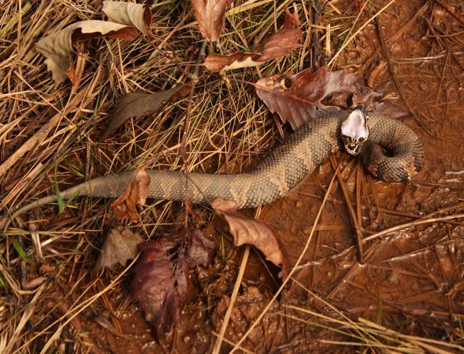 Snakes In The Fall: How to Handle a Snake Encounter - Alabama Cooperative  Extension System