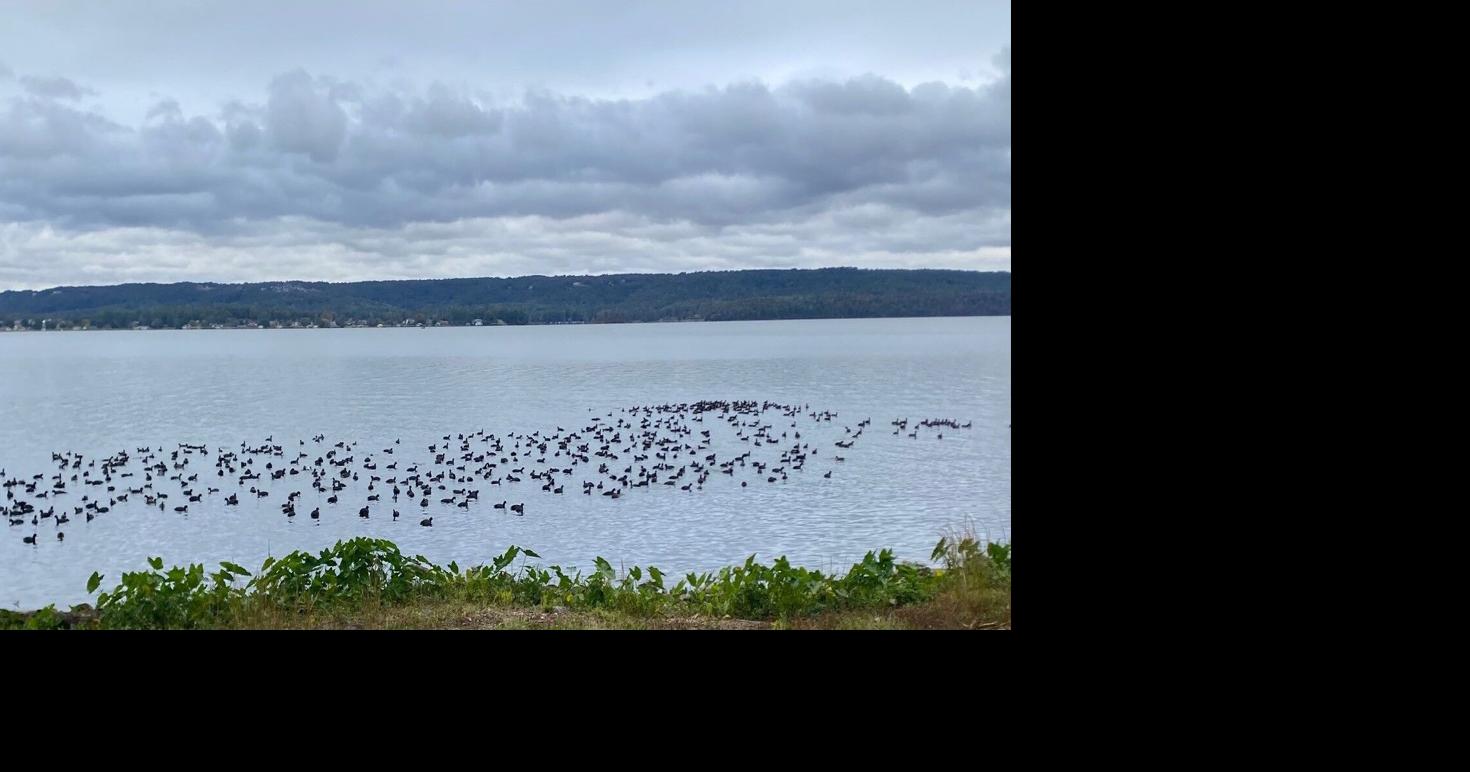 The coots return to Lake G’ville