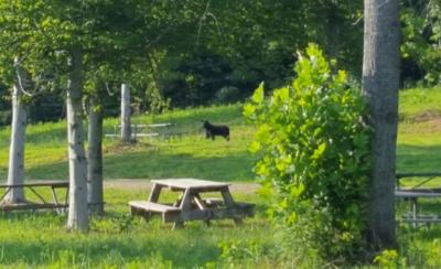 Bear Seen At Lake Guntersville State Park News Advertisergleam Com