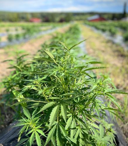 A row of young hemp plants thrives in the summer sun at Quist Farms in Fairbanks