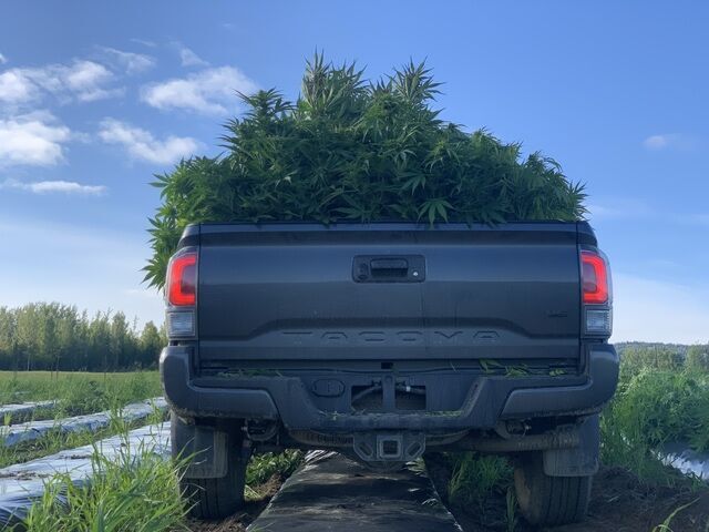 A pickup truck full of hemp at harvest time